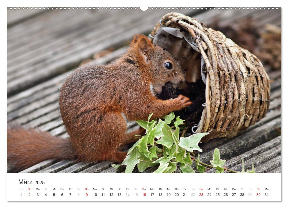 Eichhörnchen Kinder (CALVENDO Wandkalender 2025)