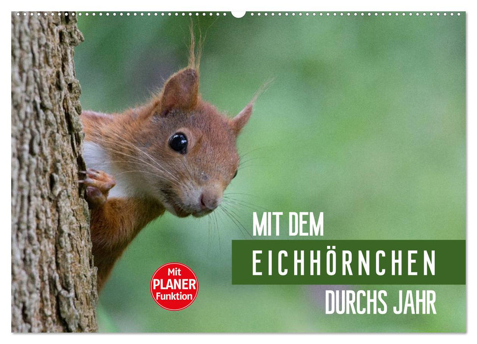 Mit dem Eichhörnchen durchs Jahr (CALVENDO Wandkalender 2025)