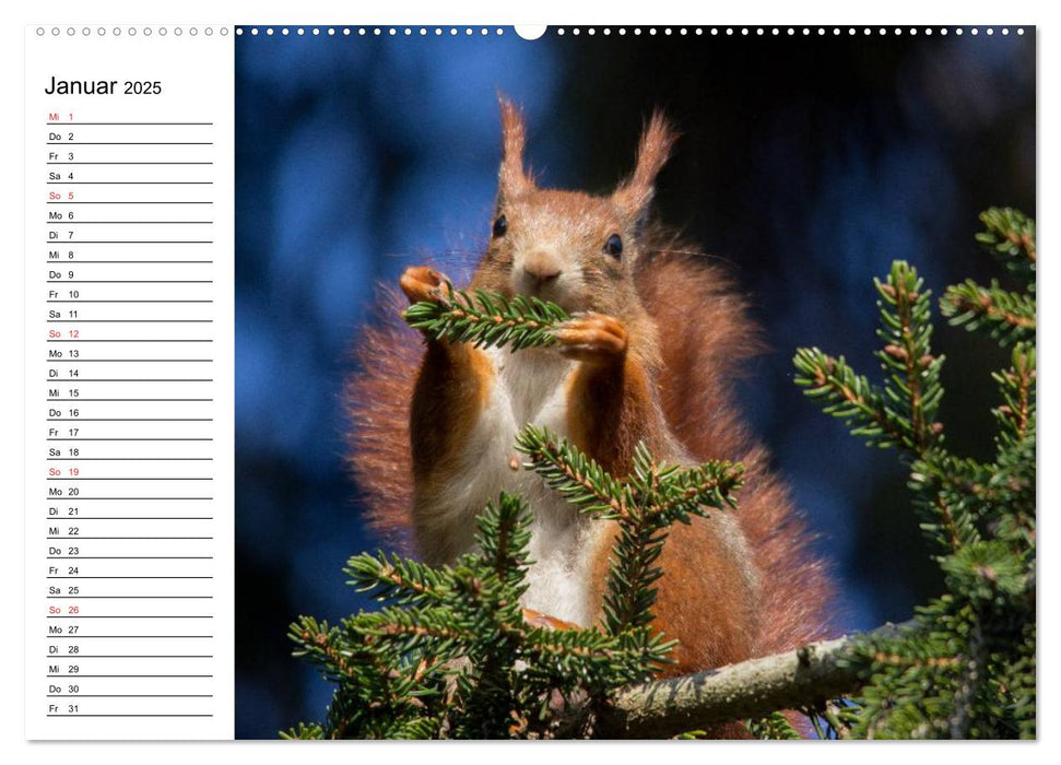 Mit dem Eichhörnchen durchs Jahr (CALVENDO Wandkalender 2025)