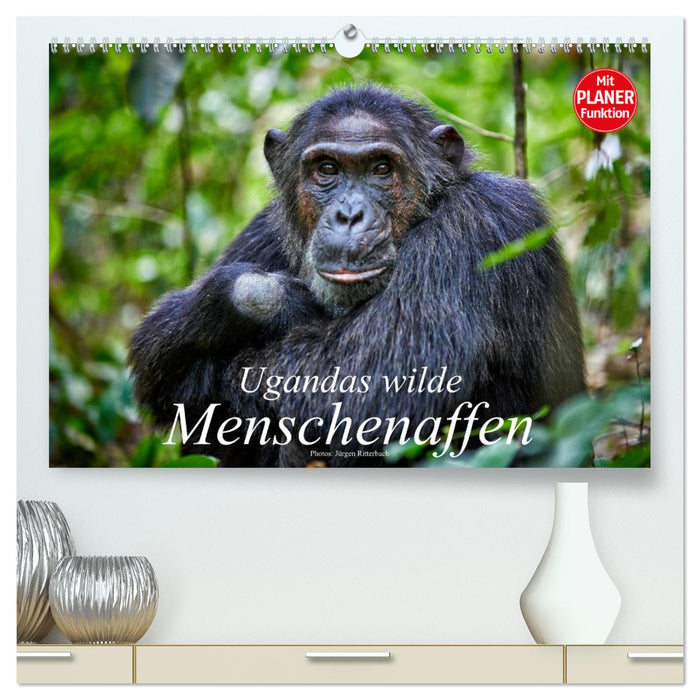 Ugandas wilde Menschenaffen (CALVENDO Premium Wandkalender 2025)