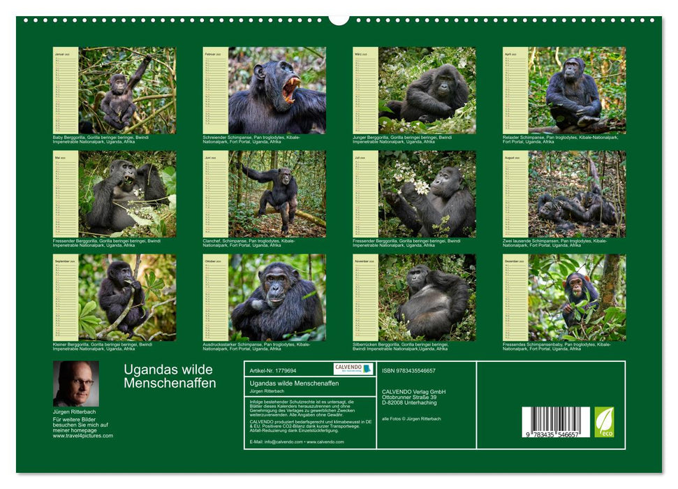 Ugandas wilde Menschenaffen (CALVENDO Premium Wandkalender 2025)