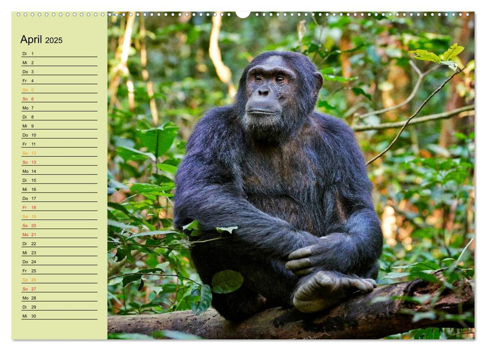 Ugandas wilde Menschenaffen (CALVENDO Premium Wandkalender 2025)