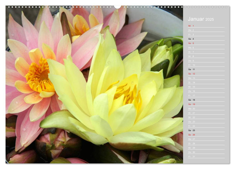 Freude an Seerosen (CALVENDO Premium Wandkalender 2025)