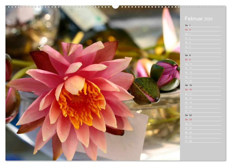 Freude an Seerosen (CALVENDO Premium Wandkalender 2025)