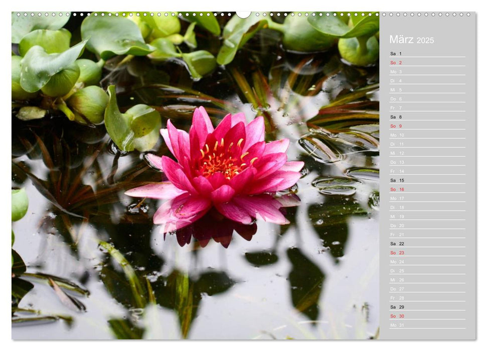 Freude an Seerosen (CALVENDO Premium Wandkalender 2025)