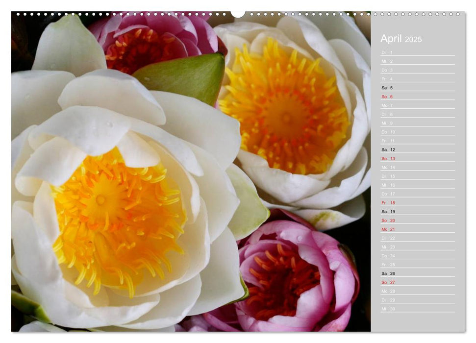 Freude an Seerosen (CALVENDO Premium Wandkalender 2025)