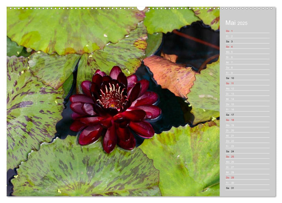 Freude an Seerosen (CALVENDO Premium Wandkalender 2025)