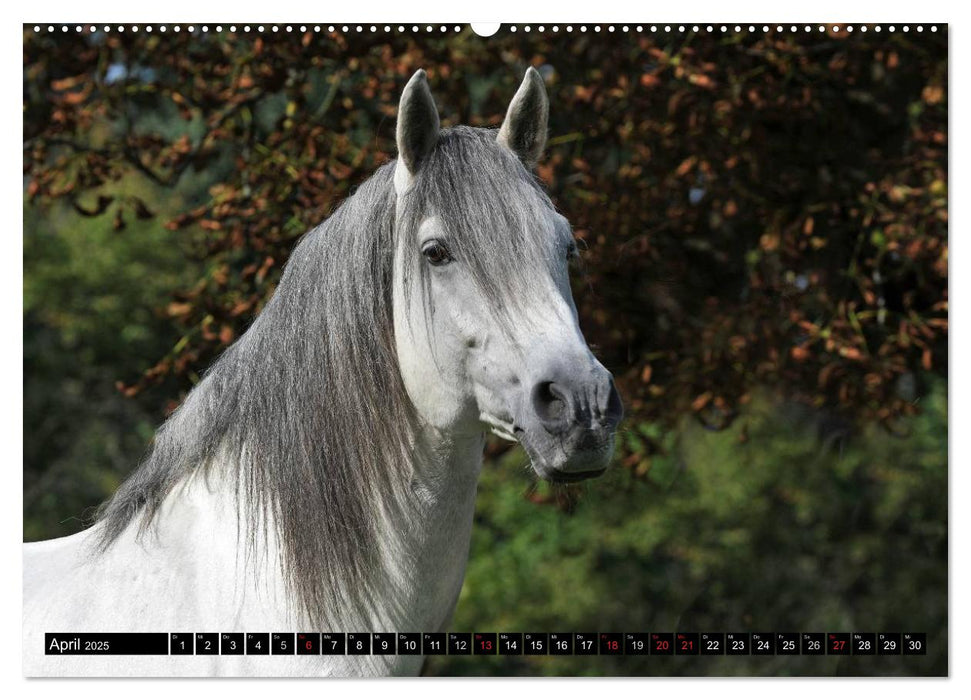 Traumpferde - Fürstliche Hofreitschule Bückeburg (CALVENDO Premium Wandkalender 2025)