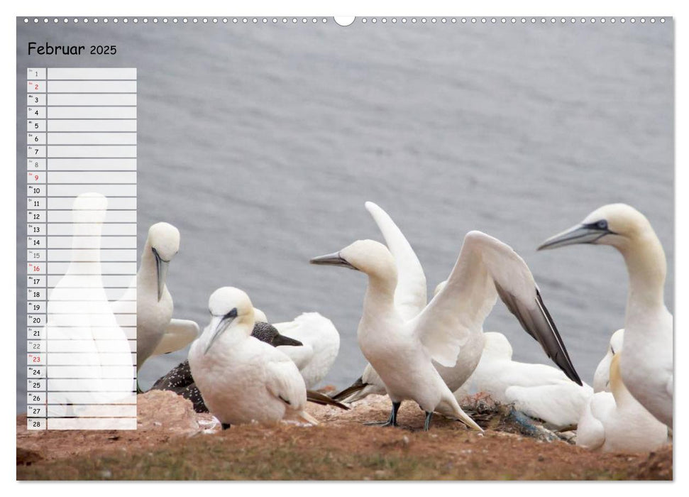 Helgoland - idyllische Nordseeinsel (CALVENDO Premium Wandkalender 2025)