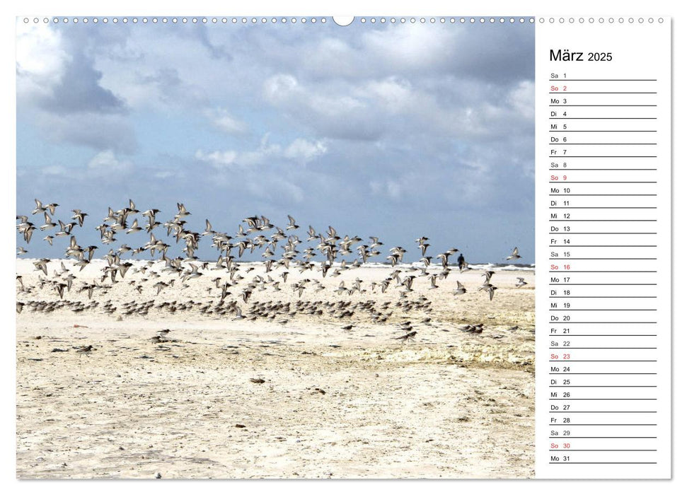 Amrum - Inselimpressionen (CALVENDO Premium Wandkalender 2025)