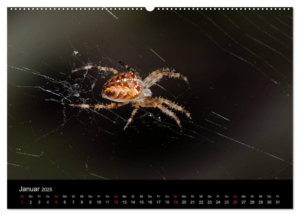 Unsere Spinnen - im Gespräch (CALVENDO Premium Wandkalender 2025)