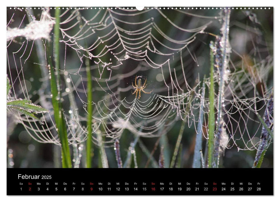 Unsere Spinnen - im Gespräch (CALVENDO Premium Wandkalender 2025)