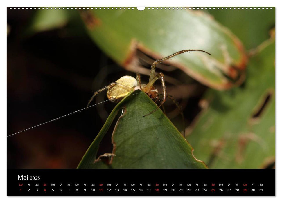 Unsere Spinnen - im Gespräch (CALVENDO Premium Wandkalender 2025)