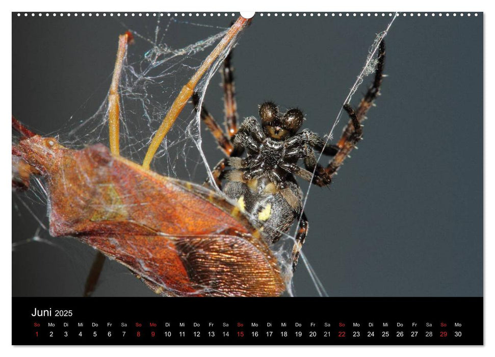 Unsere Spinnen - im Gespräch (CALVENDO Premium Wandkalender 2025)