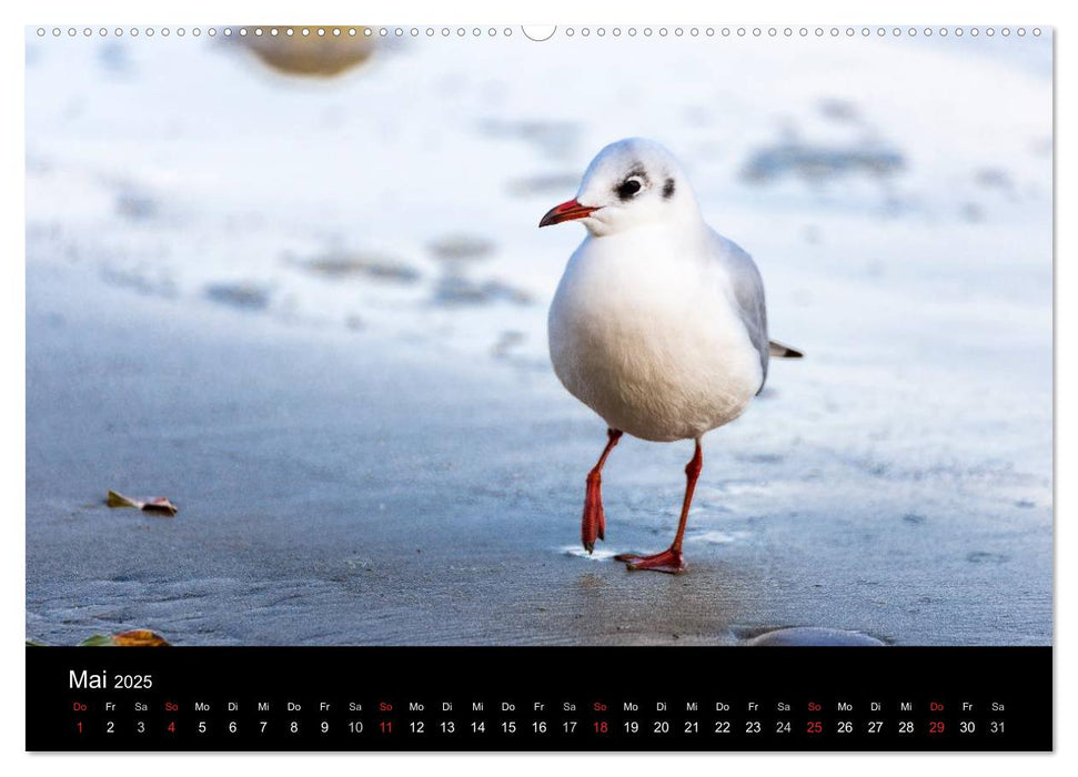 Gesehen auf - Rügen und Hiddensee (CALVENDO Premium Wandkalender 2025)