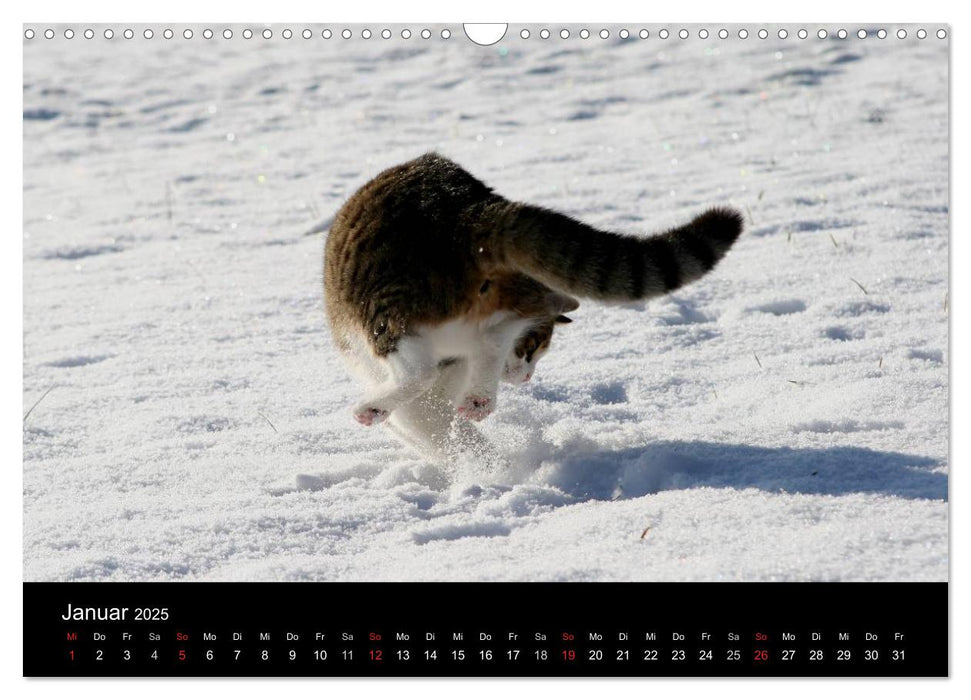 geliebte Katzen - auf Samtpfoten durchs Jahr (CALVENDO Wandkalender 2025)