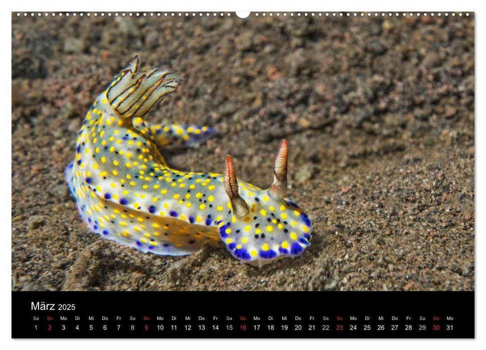 Unterwasserwelt Nacktschnecken (CALVENDO Premium Wandkalender 2025)