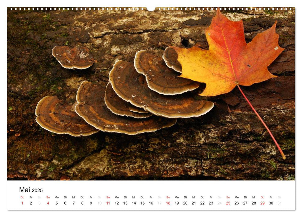 New England - 12 Monate Indian Summer (CALVENDO Premium Wandkalender 2025)