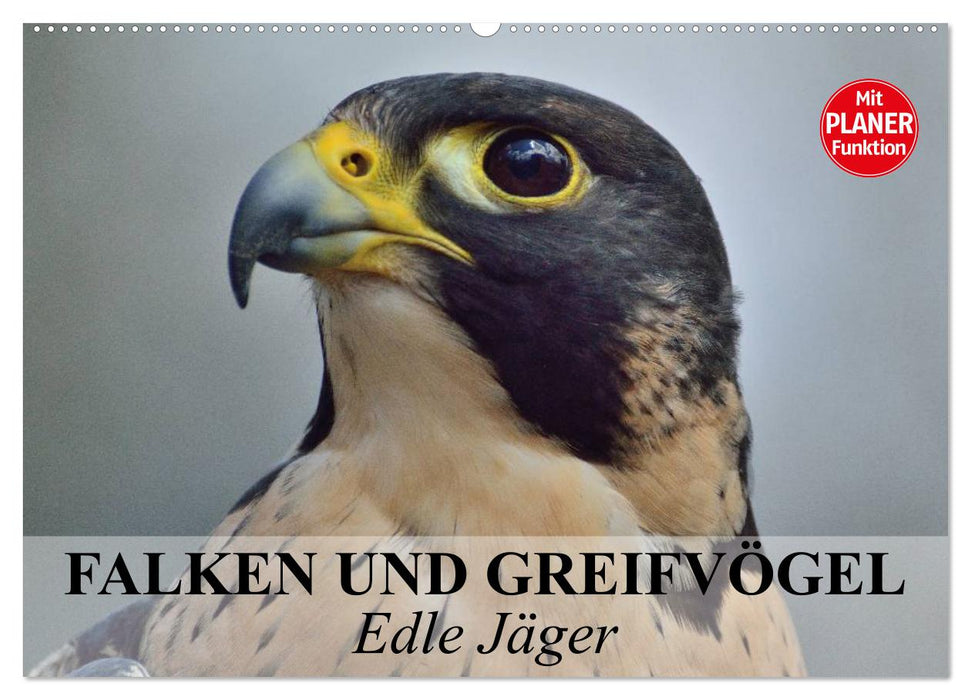 Falken und Greifvögel - Edle Jäger (CALVENDO Wandkalender 2025)