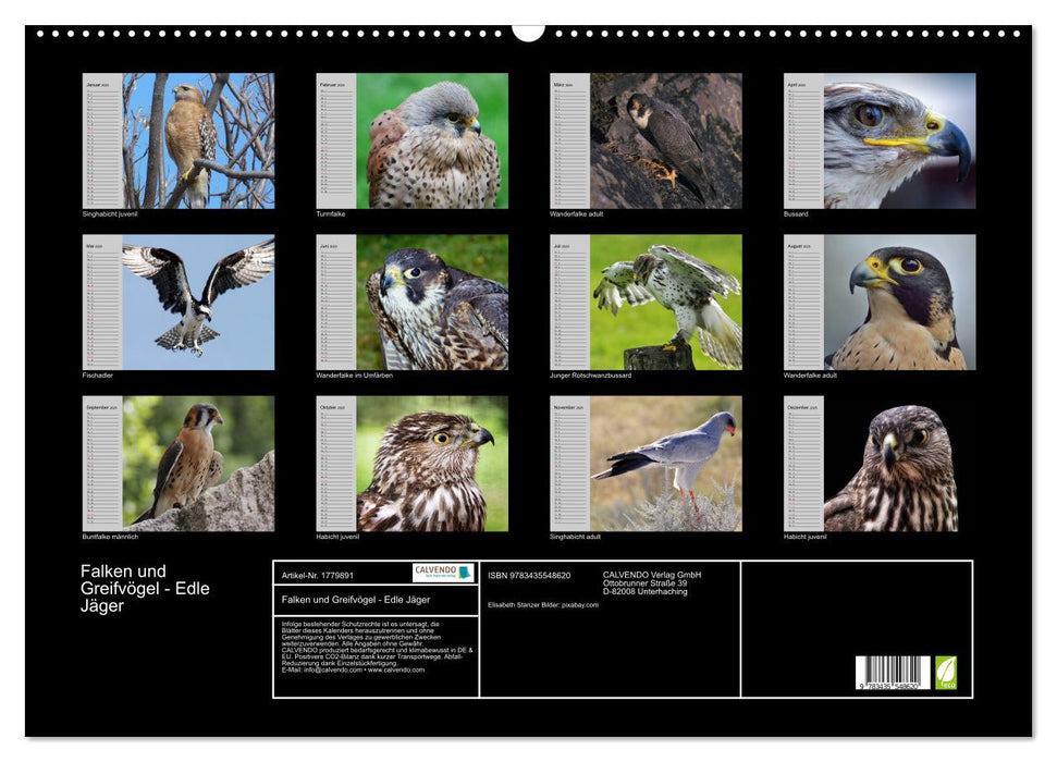 Falken und Greifvögel - Edle Jäger (CALVENDO Wandkalender 2025)