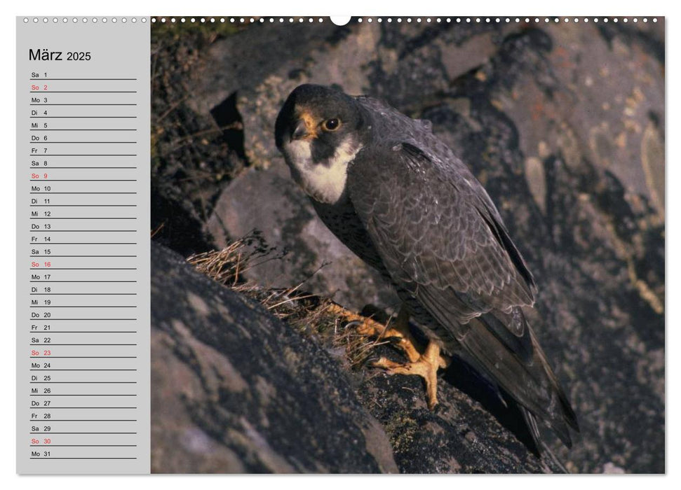 Falken und Greifvögel - Edle Jäger (CALVENDO Wandkalender 2025)