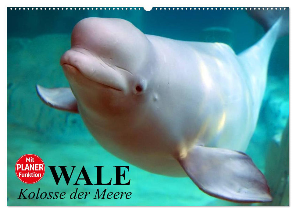 Wale. Kolosse der Meere (CALVENDO Wandkalender 2025)