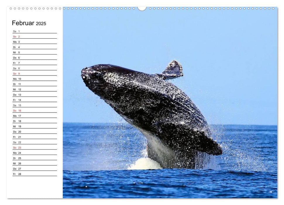 Wale. Kolosse der Meere (CALVENDO Wandkalender 2025)