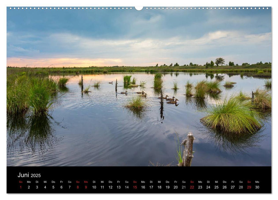 HOHES VENN - Einblicke in ein Hochmoor (CALVENDO Premium Wandkalender 2025)