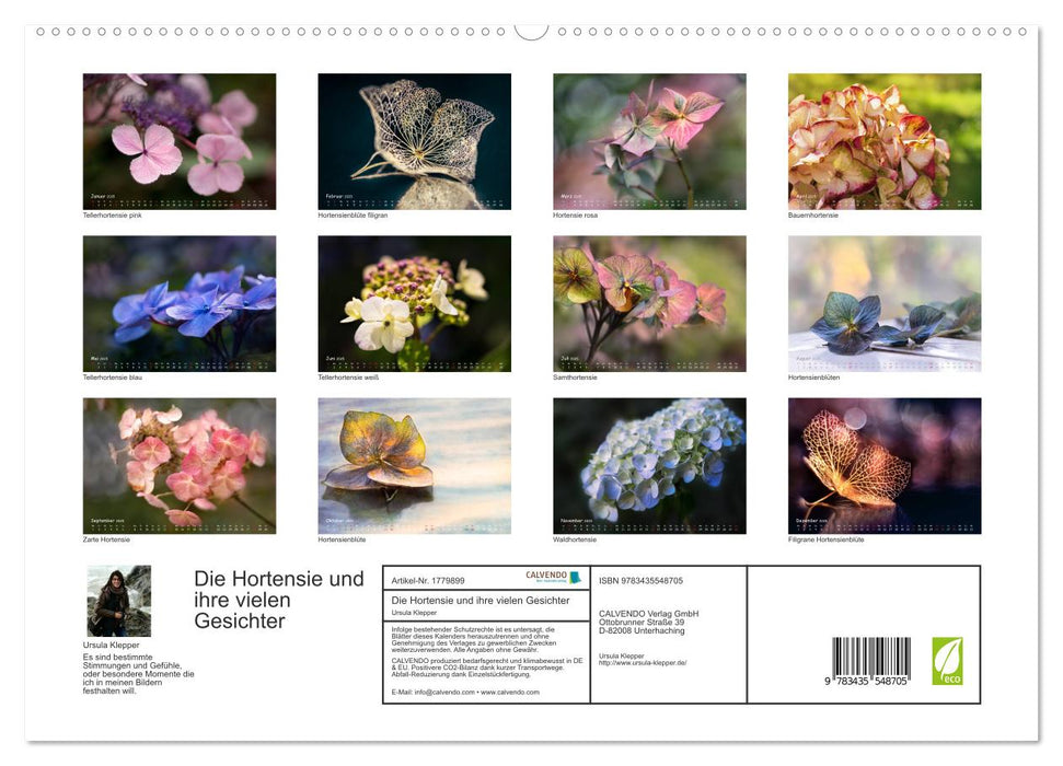 Die Hortensie und ihre vielen Gesichter (CALVENDO Premium Wandkalender 2025)