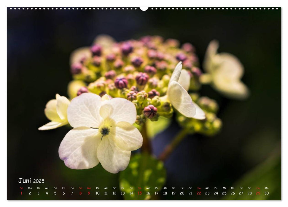 Die Hortensie und ihre vielen Gesichter (CALVENDO Premium Wandkalender 2025)