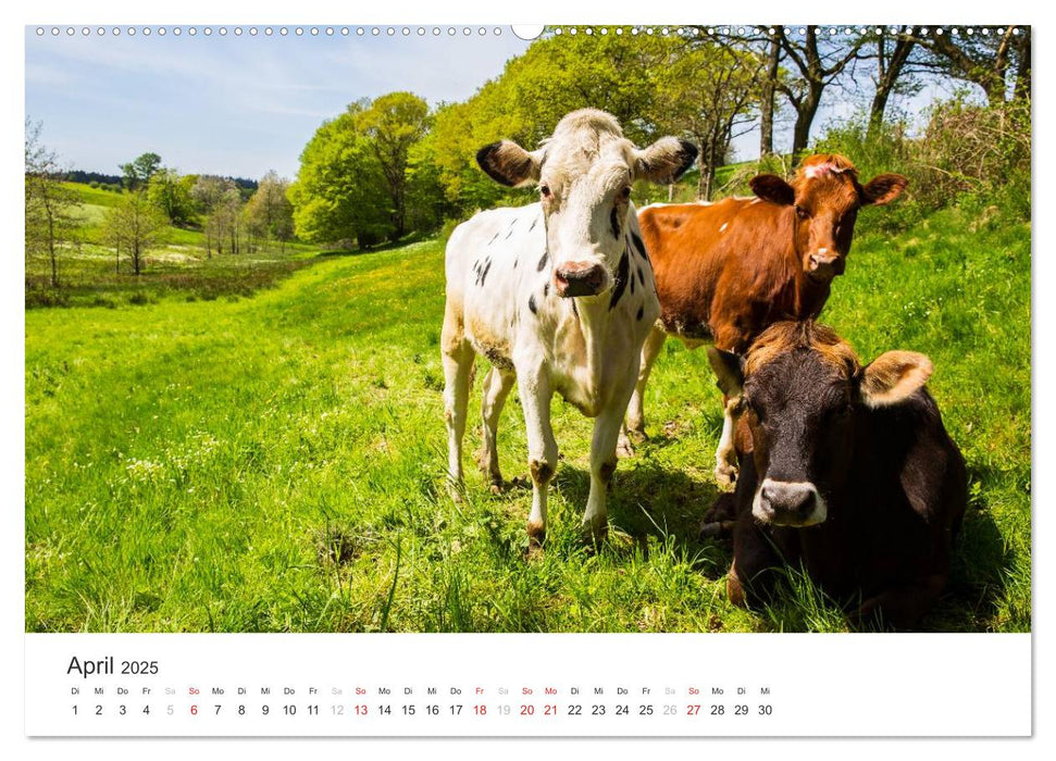 Blicke in die Eifel (CALVENDO Premium Wandkalender 2025)