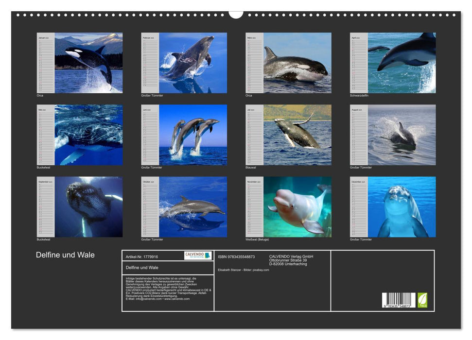 Delfine und Wale (CALVENDO Wandkalender 2025)