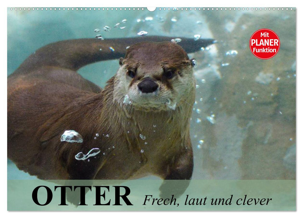 Otter. Frech, laut und clever (CALVENDO Wandkalender 2025)