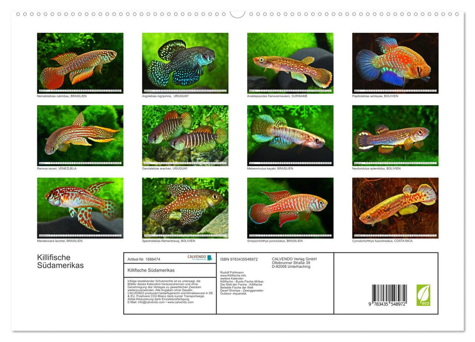Killifische Südamerikas (CALVENDO Premium Wandkalender 2025)