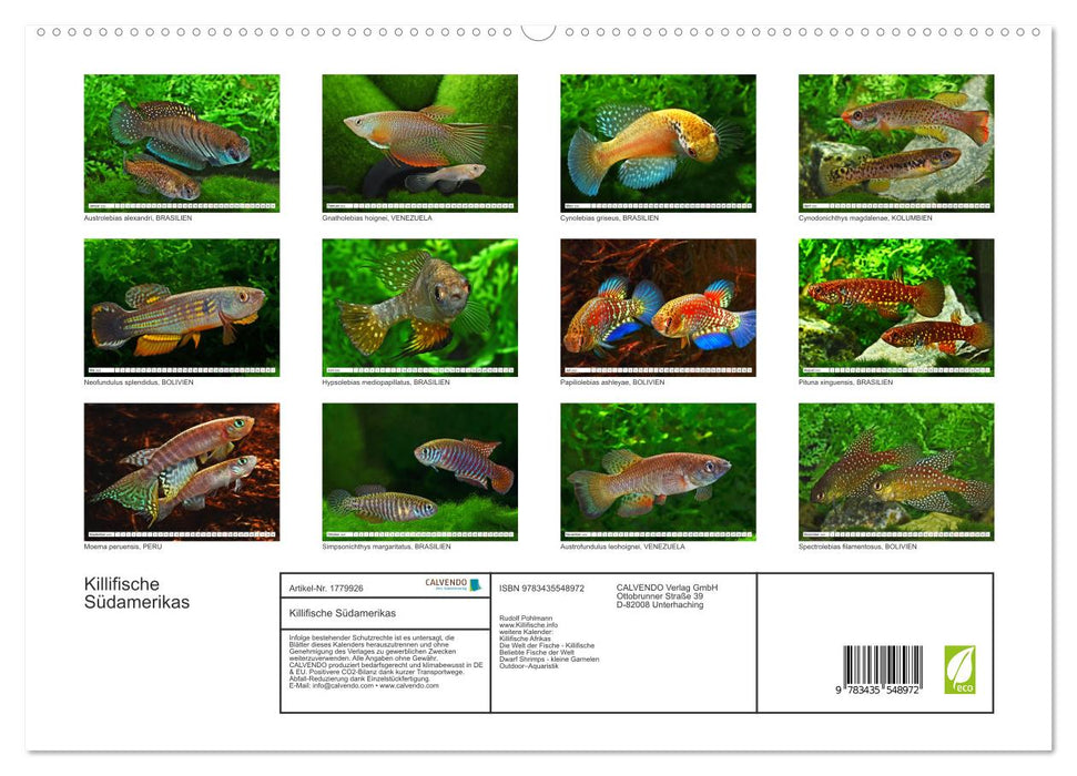 Killifische Südamerikas (CALVENDO Premium Wandkalender 2025)