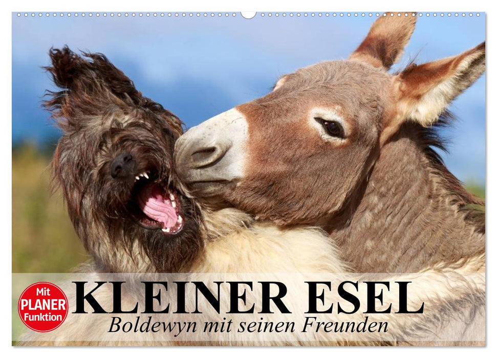 Kleiner Esel. Boldewyn mit seinen Freunden (CALVENDO Wandkalender 2025)