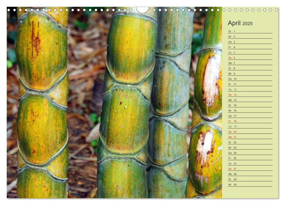 BAMBUS (CALVENDO Wandkalender 2025)