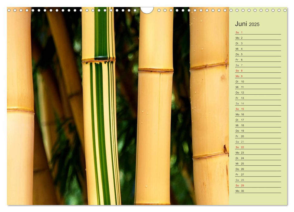 BAMBUS (CALVENDO Wandkalender 2025)