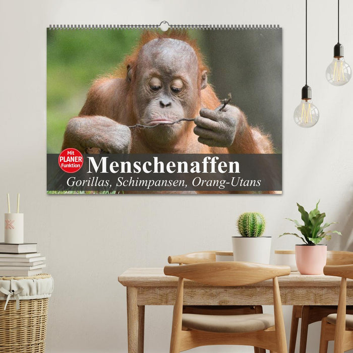 Menschenaffen. Gorillas, Schimpansen, Orang-Utans (CALVENDO Wandkalender 2025)