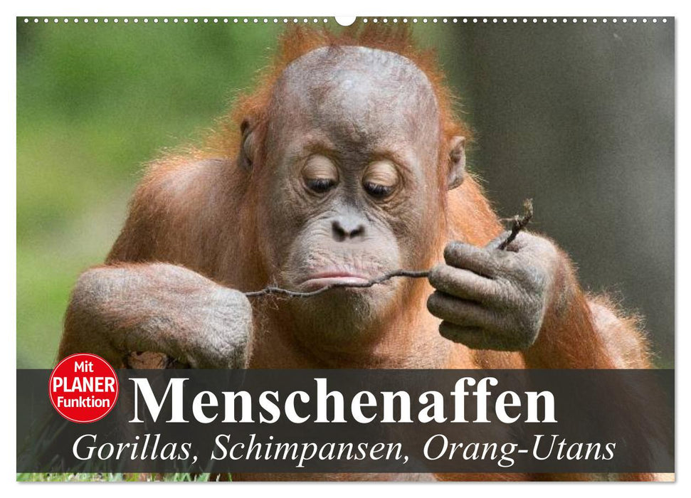 Menschenaffen. Gorillas, Schimpansen, Orang-Utans (CALVENDO Wandkalender 2025)