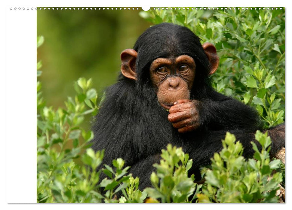 Menschenaffen. Gorillas, Schimpansen, Orang-Utans (CALVENDO Wandkalender 2025)