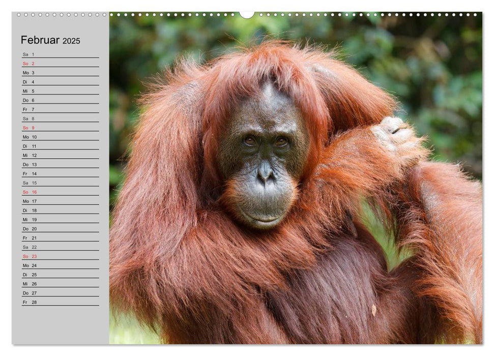 Menschenaffen. Gorillas, Schimpansen, Orang-Utans (CALVENDO Wandkalender 2025)