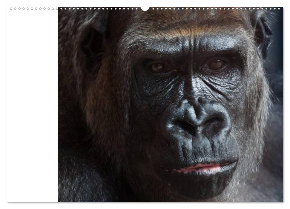 Menschenaffen. Gorillas, Schimpansen, Orang-Utans (CALVENDO Wandkalender 2025)