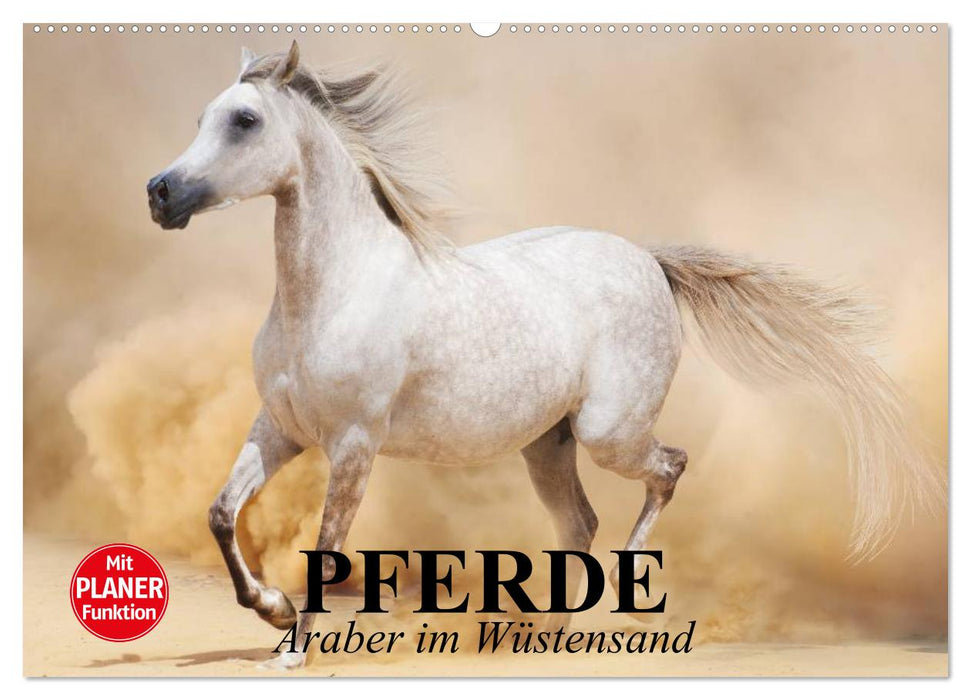 Pferde. Araber im Wüstensand (CALVENDO Wandkalender 2025)