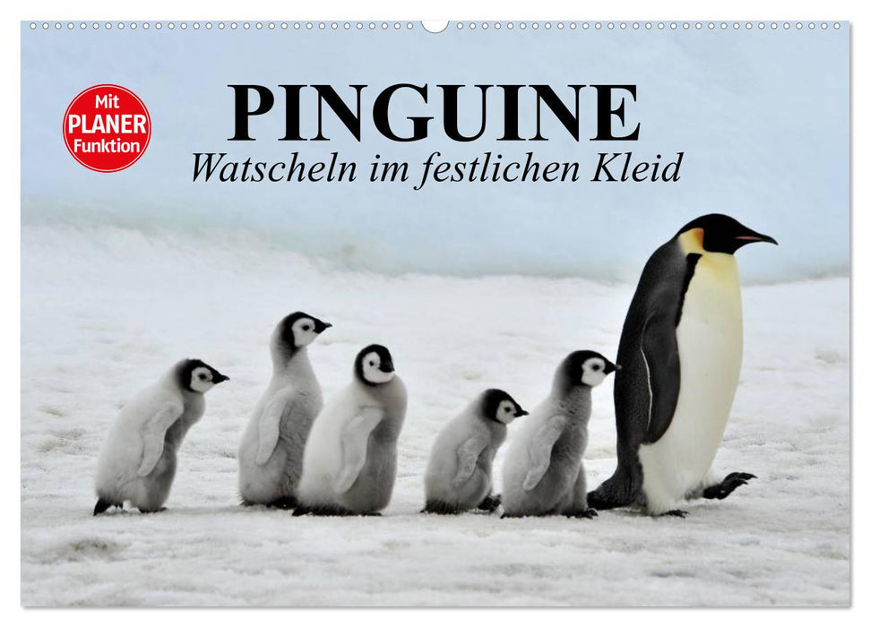 Pinguine - Watscheln im festlichen Kleid (CALVENDO Wandkalender 2025)