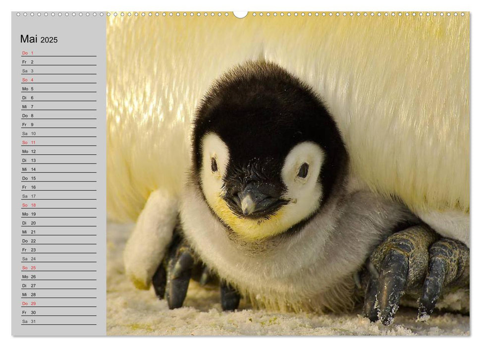 Pinguine - Watscheln im festlichen Kleid (CALVENDO Wandkalender 2025)