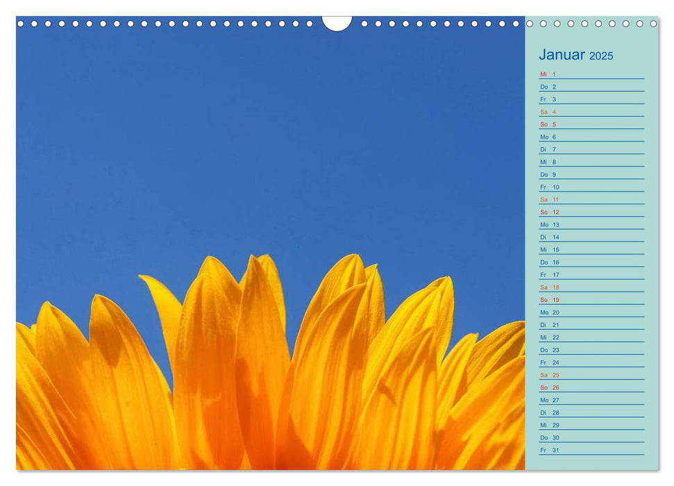 Sonnenblumen (CALVENDO Wandkalender 2025)