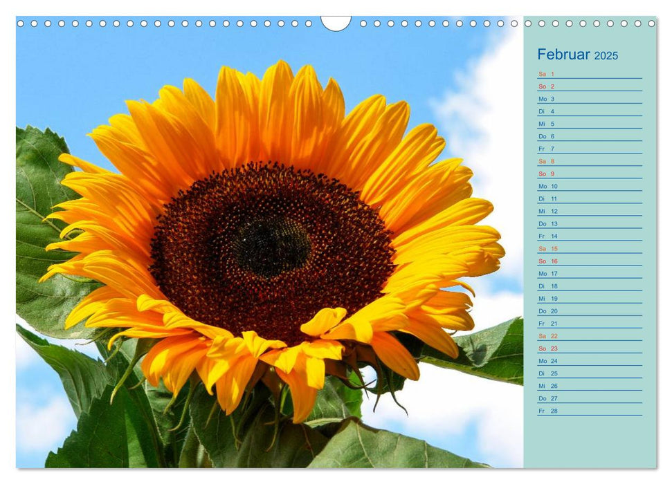 Sonnenblumen (CALVENDO Wandkalender 2025)