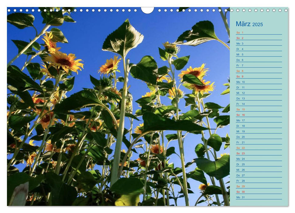 Sonnenblumen (CALVENDO Wandkalender 2025)