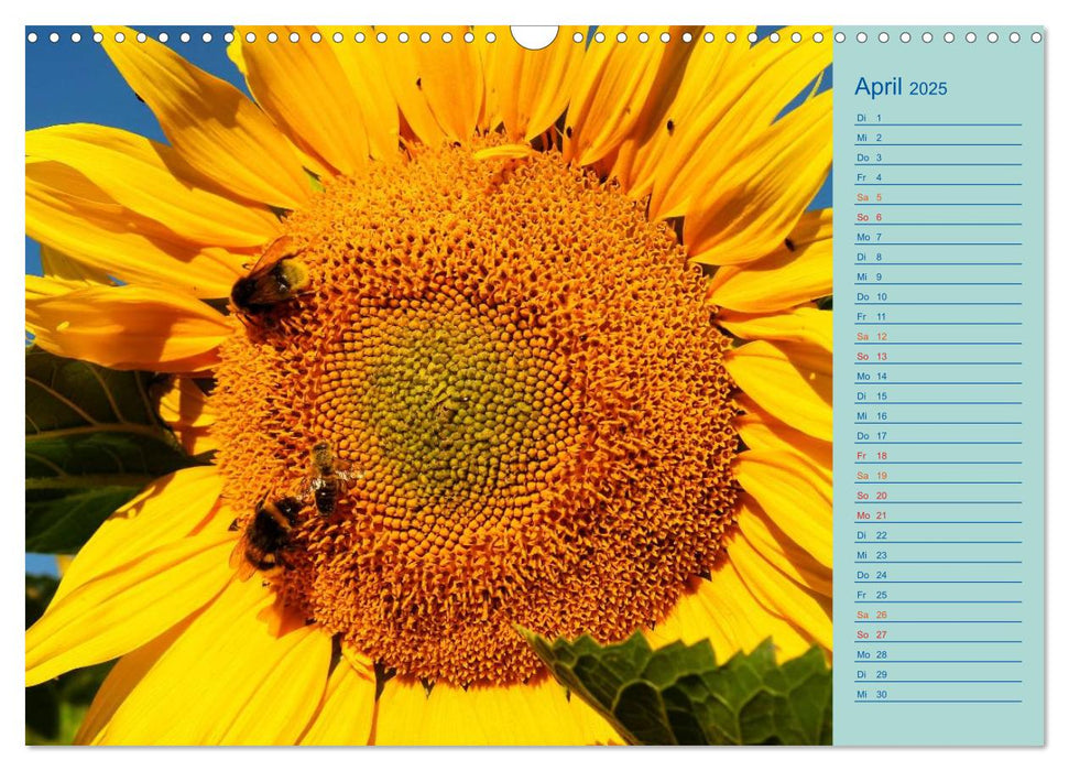 Sonnenblumen (CALVENDO Wandkalender 2025)